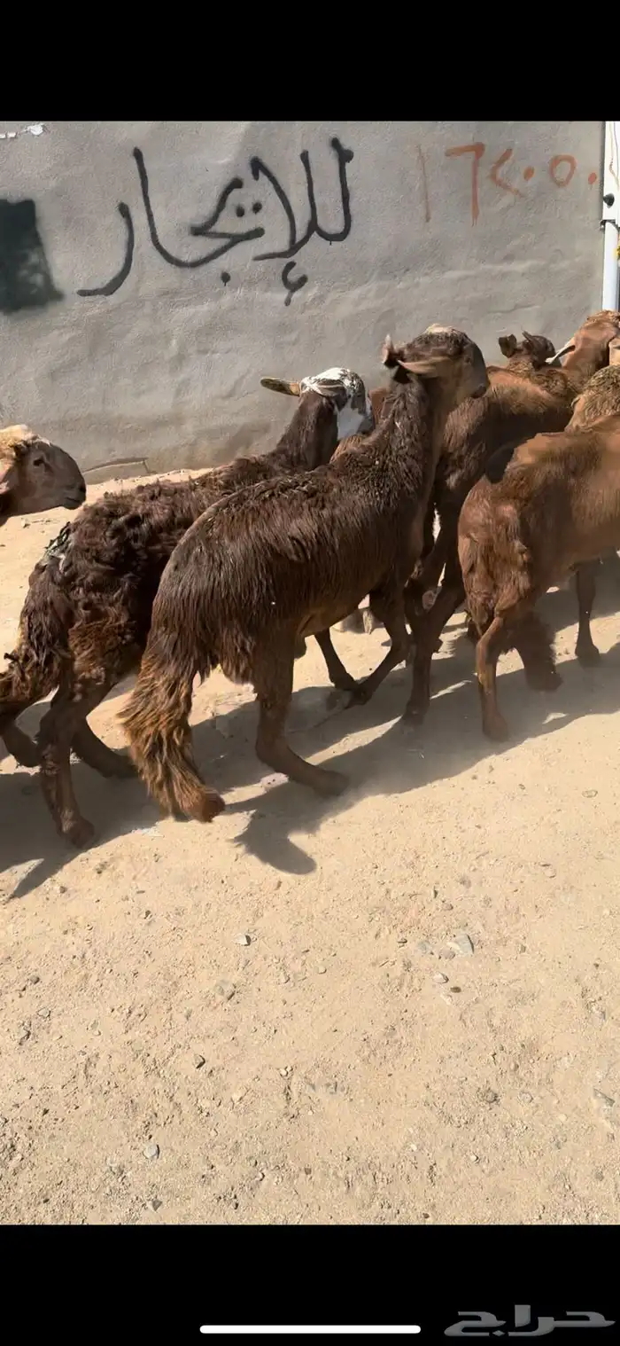 ذبايح حري وسواكن طائفيات راجعو التقييمات 24