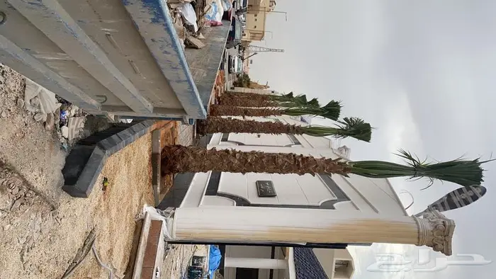 نخل واشنطني زينه للبيع 12