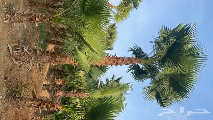 نخل واشنطني زينه للبيع 19