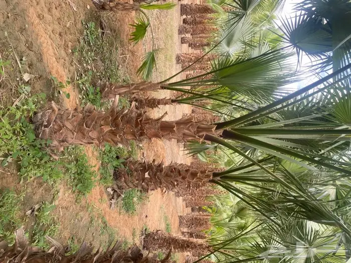 نخل واشنطني زينه للبيع 14