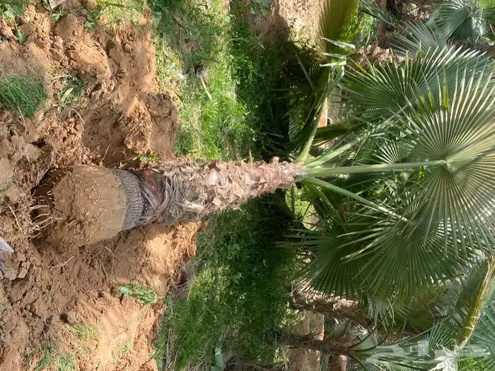 نخل واشنطني زينه للبيع 15