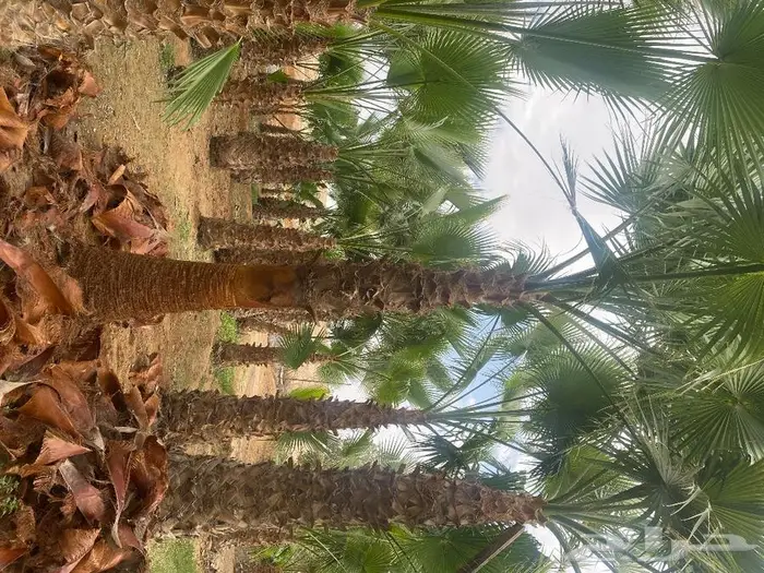 نخل واشنطني زينه للبيع 16