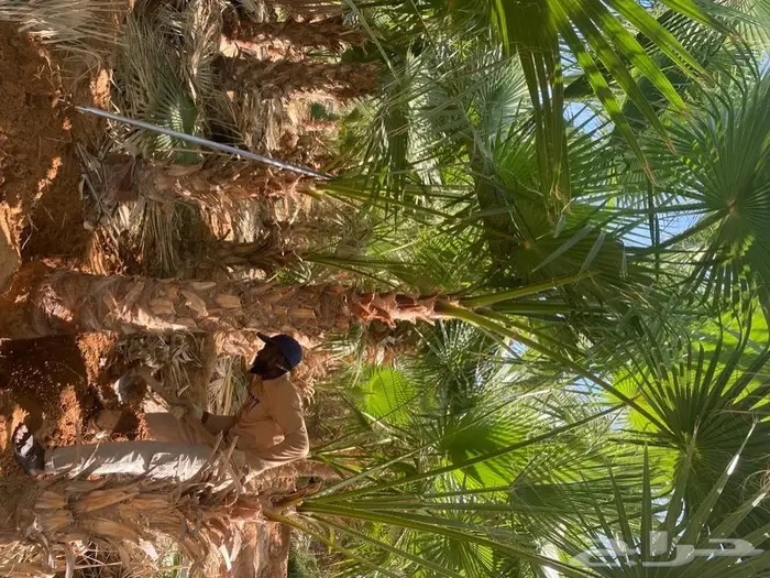 نخل واشنطني زينه للبيع 17