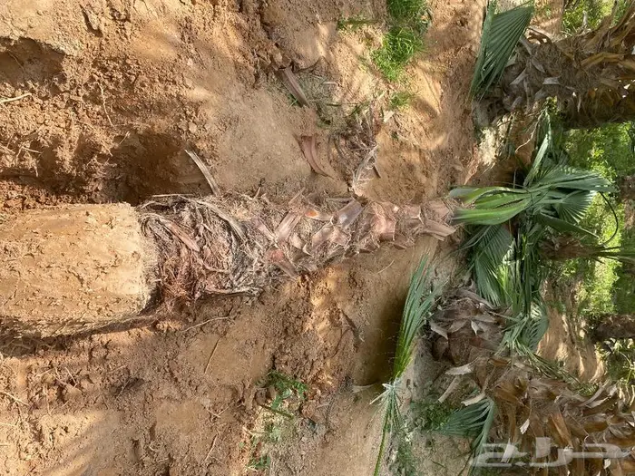 نخل واشنطني زينه للبيع 21