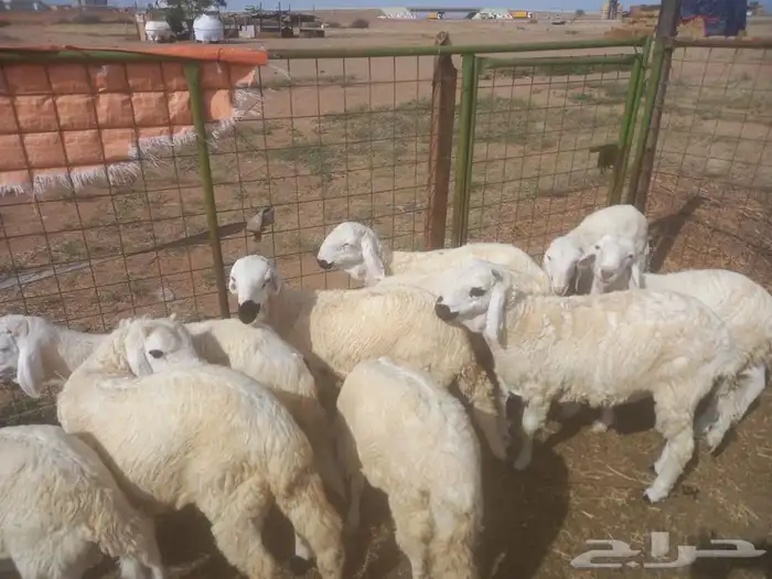 طليان حريات ومصلخ بلموقع 8