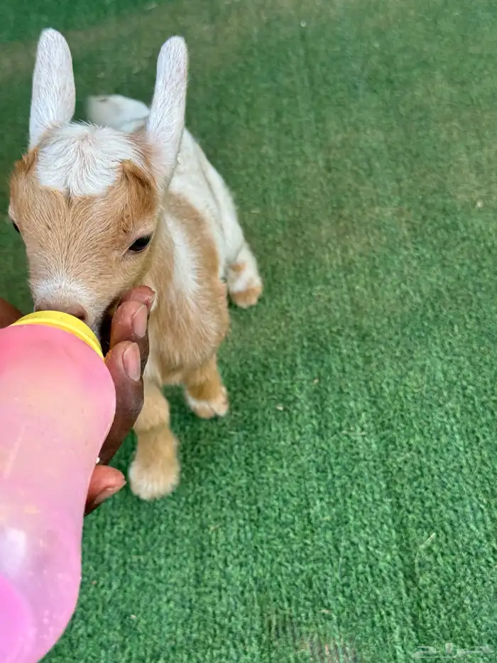 ماعز قزم أمريكي تشيكي 0