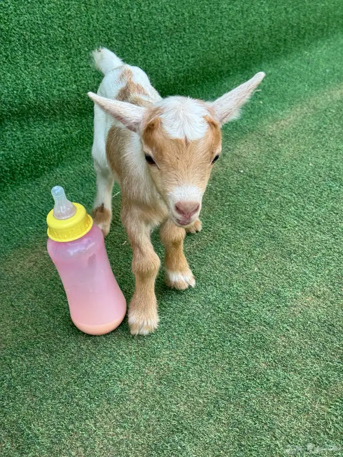 ماعز قزم أمريكي تشيكي 1