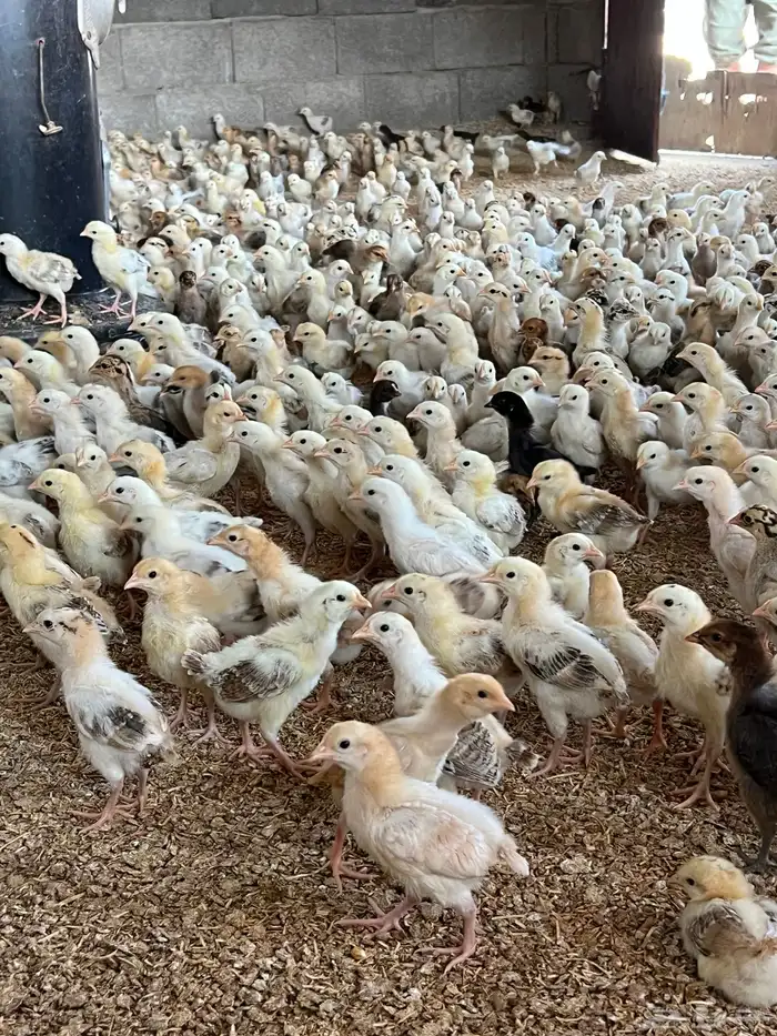صوص بلدي عدد 12 الف 5