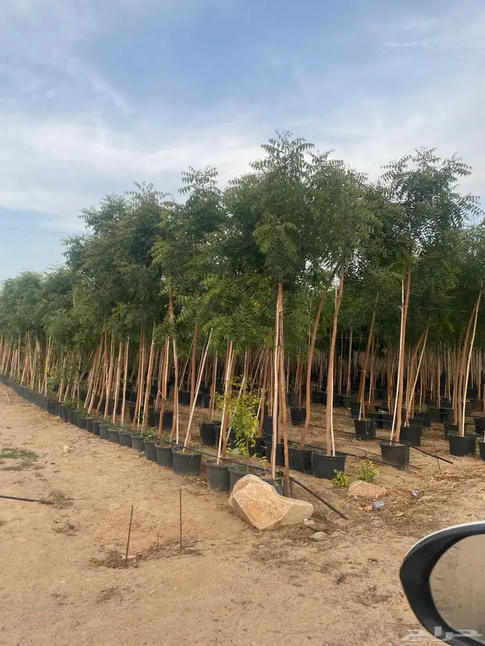 استركوليا ترمناليا نيم زمرد تمر حنا خف الجمل 3