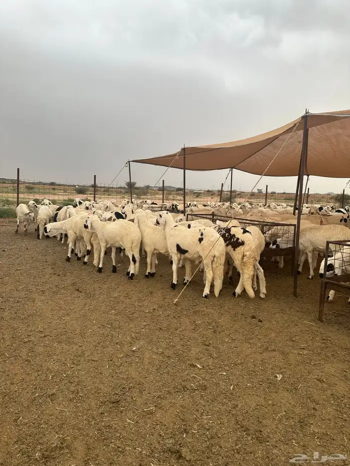 سواكن البيع تفريد ولا جمله 14