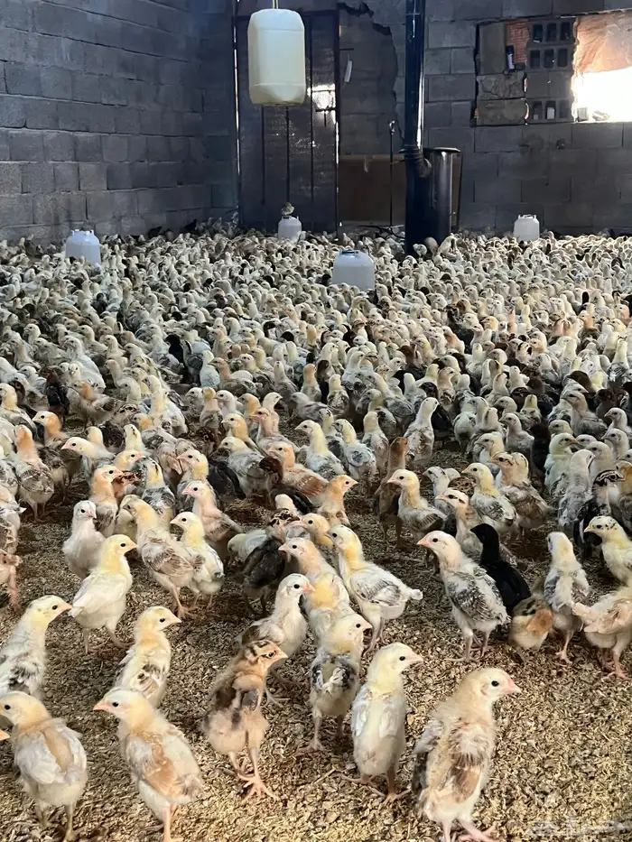 صوص بلدي عدد 12 الف 12