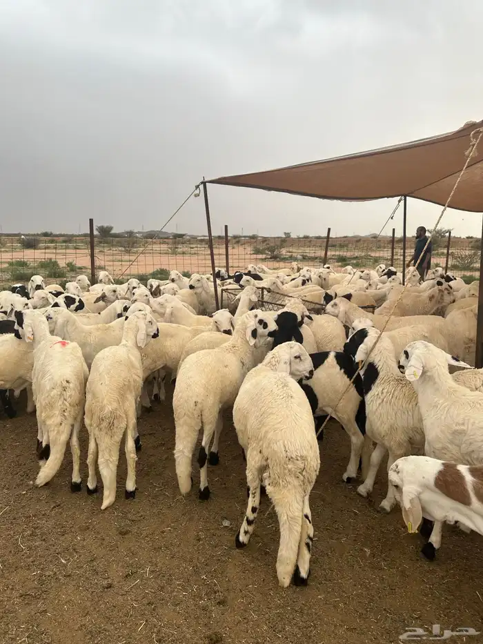 سواكن البيع تفريد ولا جمله 12