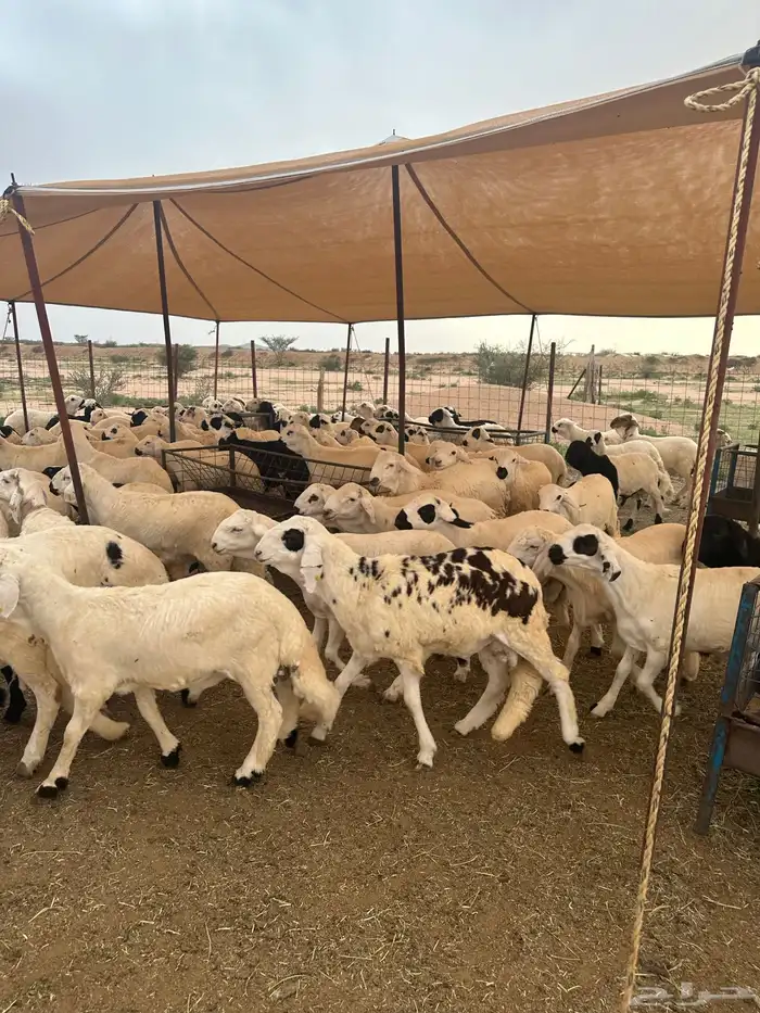 سواكن البيع تفريد ولا جمله 15