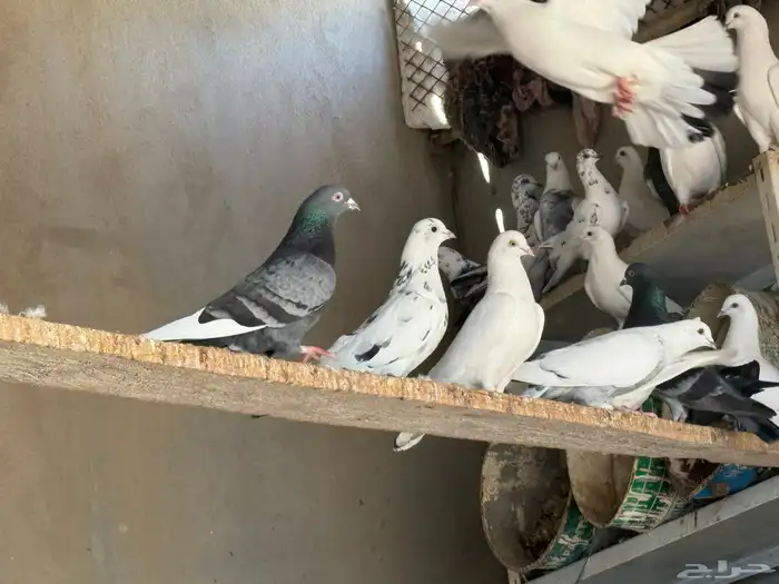 بالخرج جوز الحمام ب 25 ريال تعال وانبسط لبى خشمك 14
