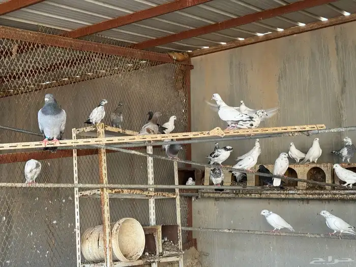 بالخرج جوز الحمام ب 25 ريال تعال وانبسط لبى خشمك 4