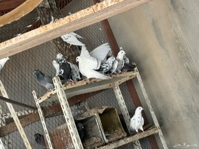 بالخرج جوز الحمام ب 25 ريال تعال وانبسط لبى خشمك 6