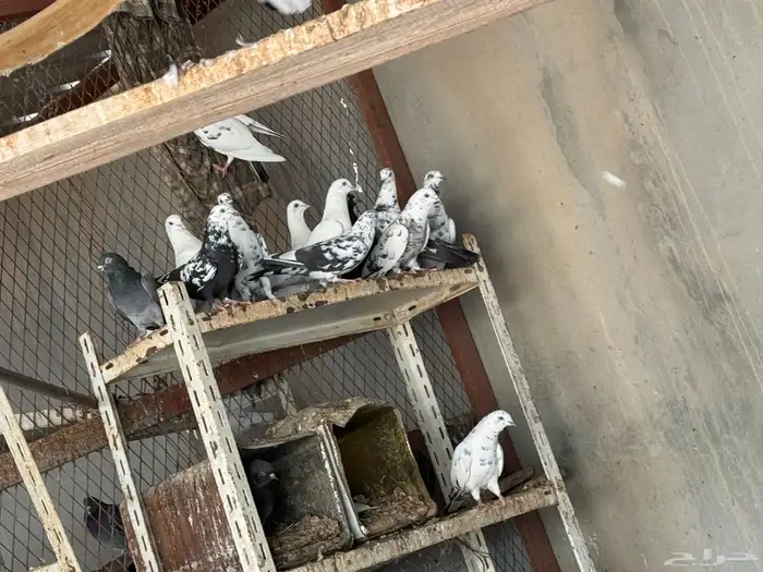 بالخرج جوز الحمام ب 25 ريال تعال وانبسط لبى خشمك 7