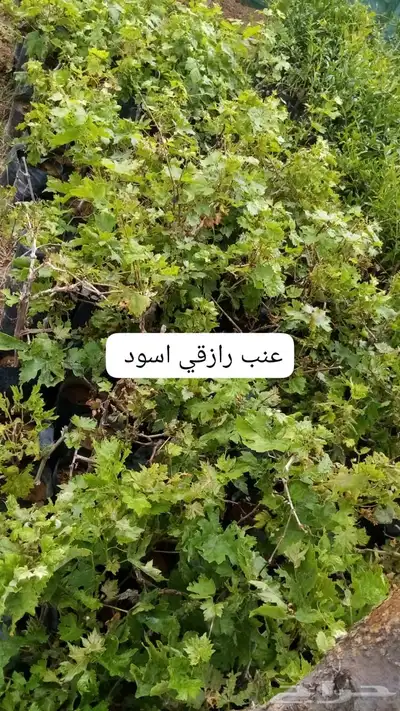شتلات مثمره 2