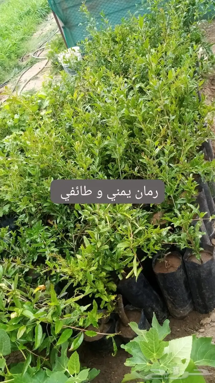 شتلات مثمره 3
