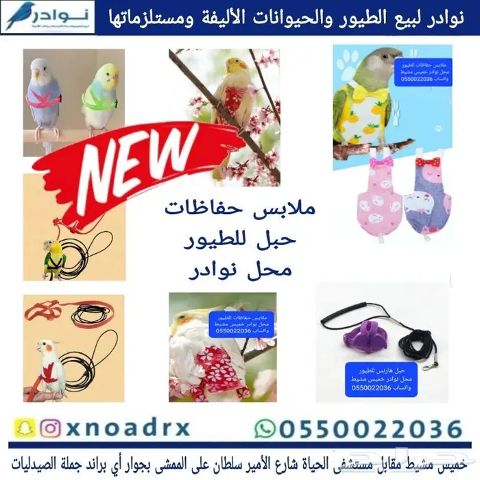 جديد طيور زينة ومستلزماتها نوادر 58