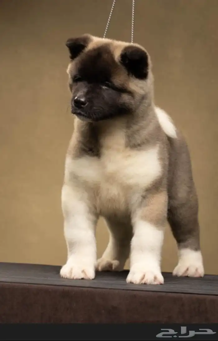 America Akita - امريكان اكيتا 4