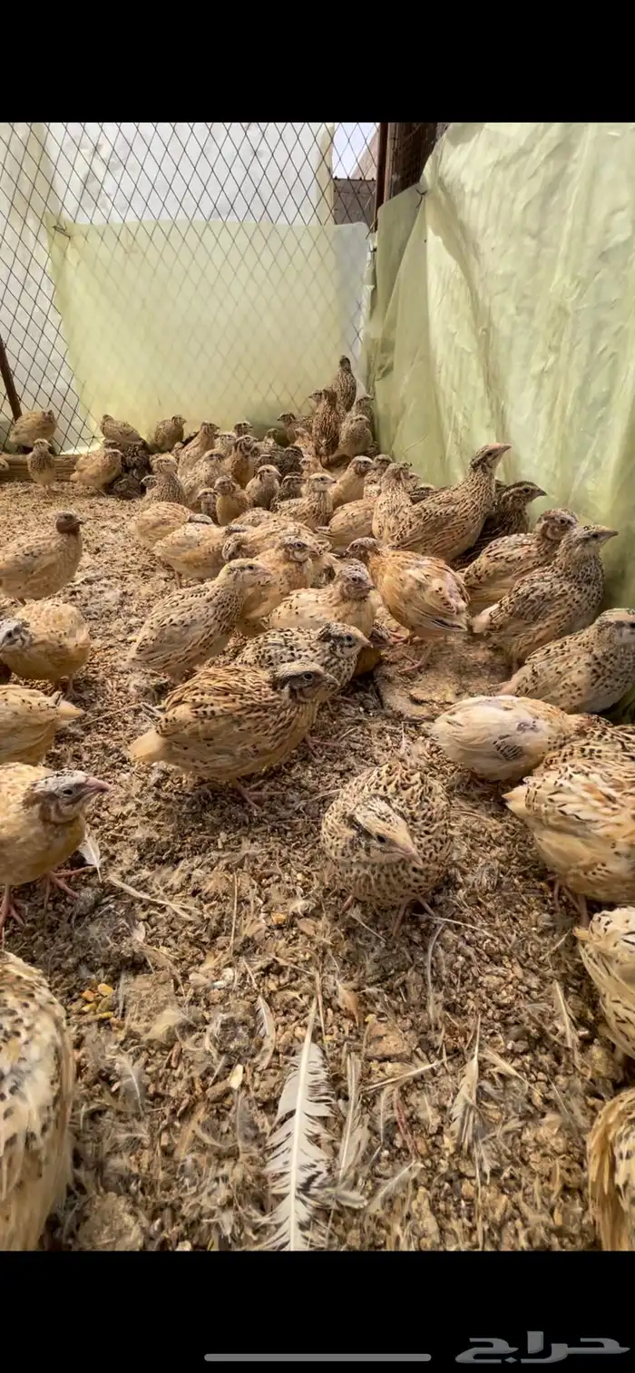 سمان فري مريعي ذبح وتربيه 2