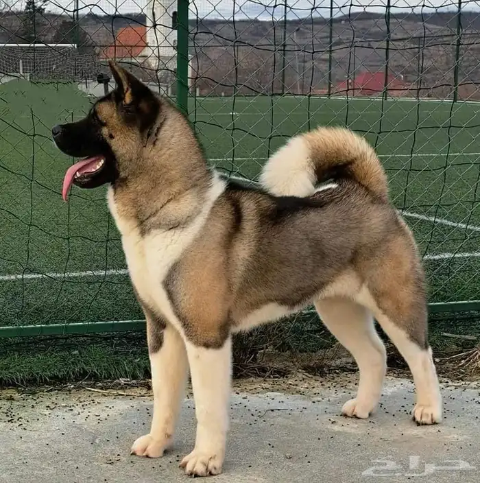 America Akita - امريكان اكيتا 3