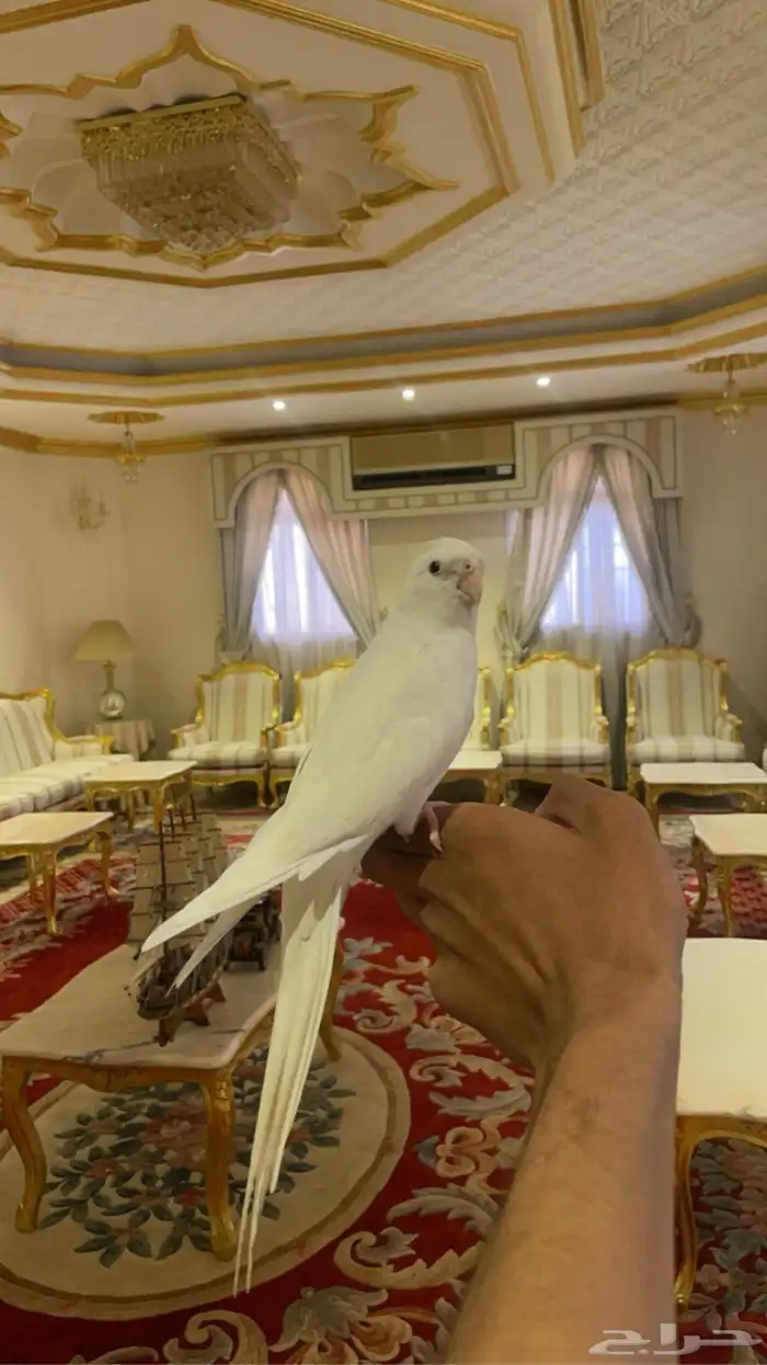 كروان البينو (( تم البيع )) 7