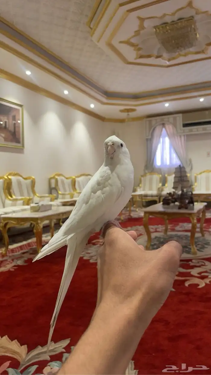 كروان البينو (( تم البيع )) 6