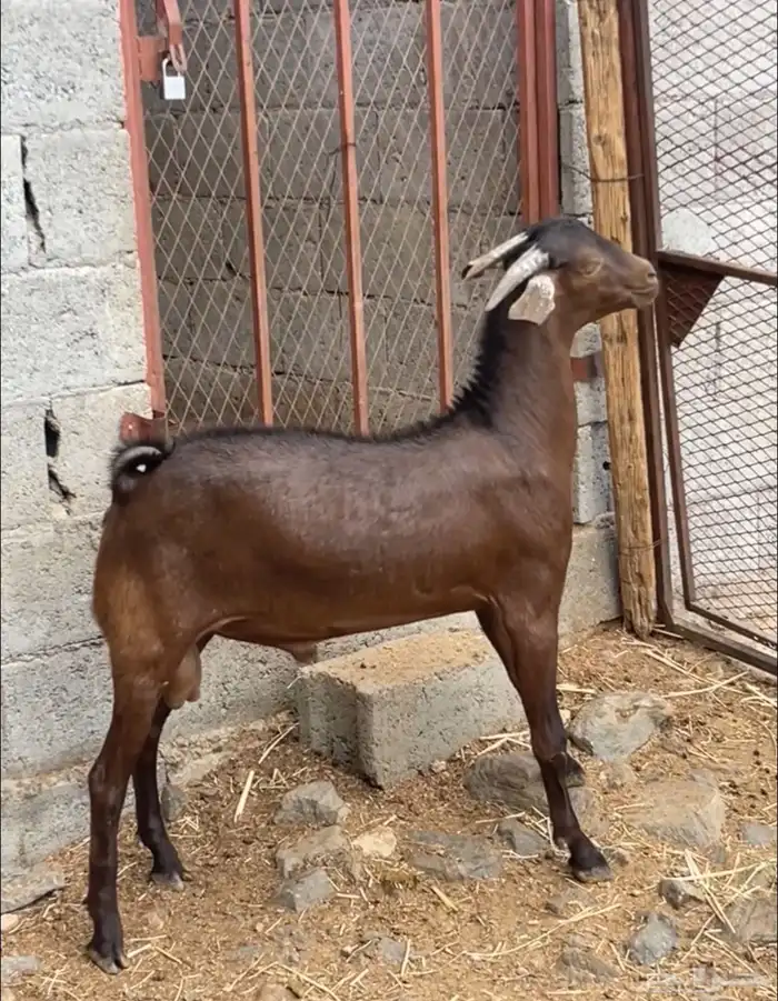 تيس أدهم أدبس ( تم البيع ) 5