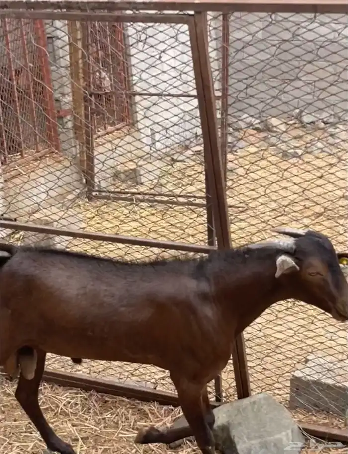 تيس أدهم أدبس ( تم البيع ) 2