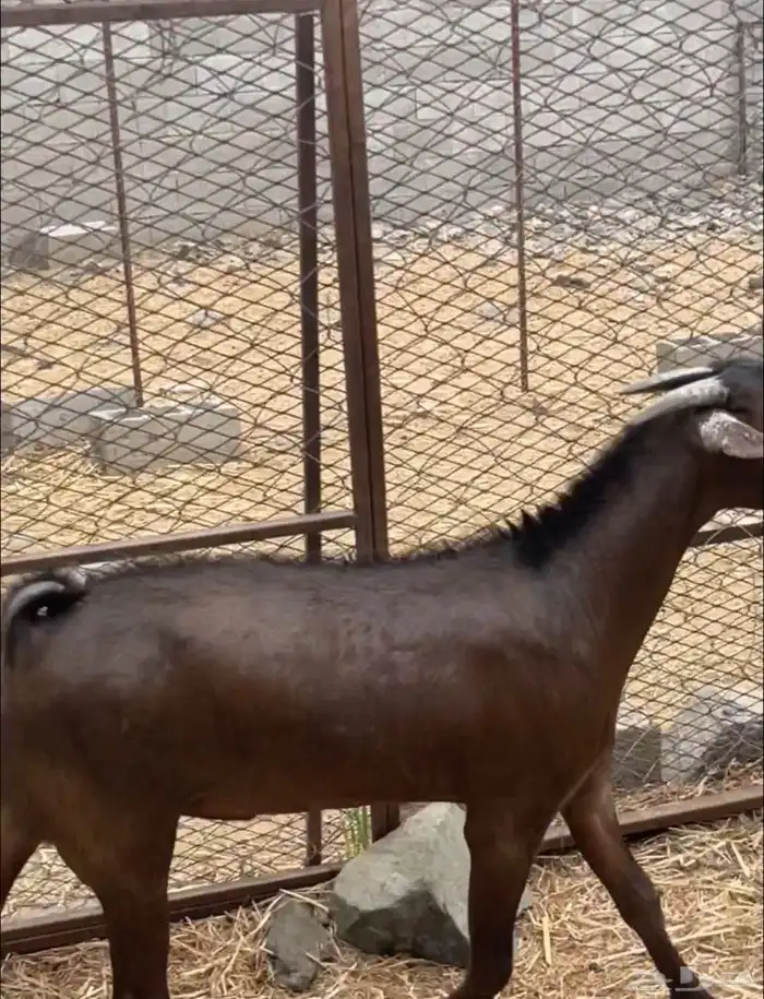 تيس أدهم أدبس ( تم البيع ) 1