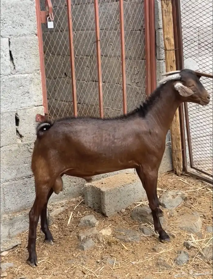 تيس أدهم أدبس ( تم البيع ) 6