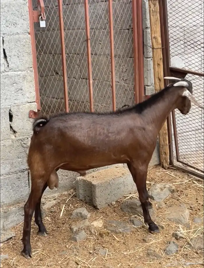 تيس أدهم أدبس ( تم البيع ) 4