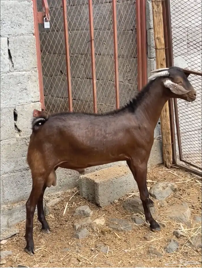 تيس أدهم أدبس ( تم البيع ) 0