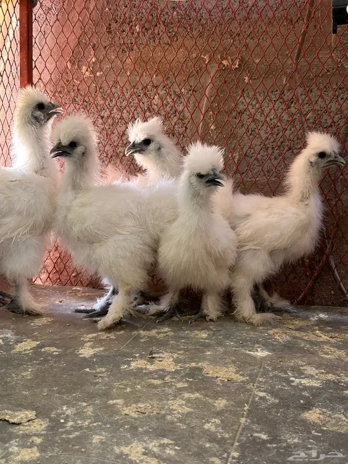 للبيع صوص قطني 0