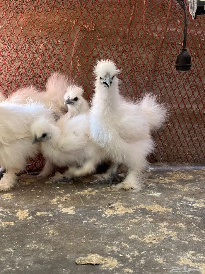 للبيع صوص قطني 4