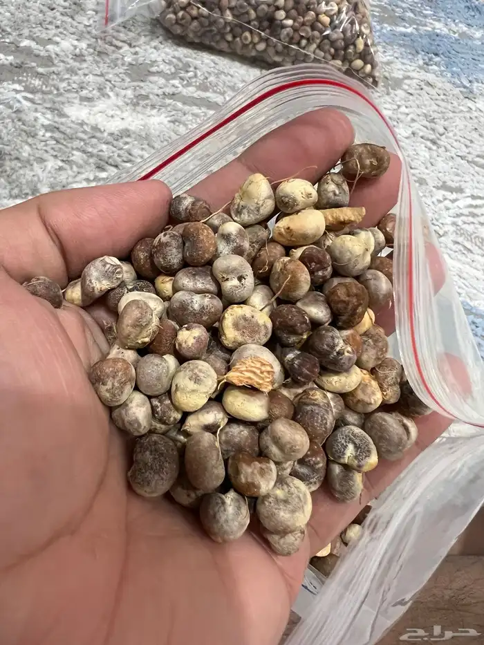 بذور تبلدي ( الباوياب ) منظف وممتاز - متجر باذر 3