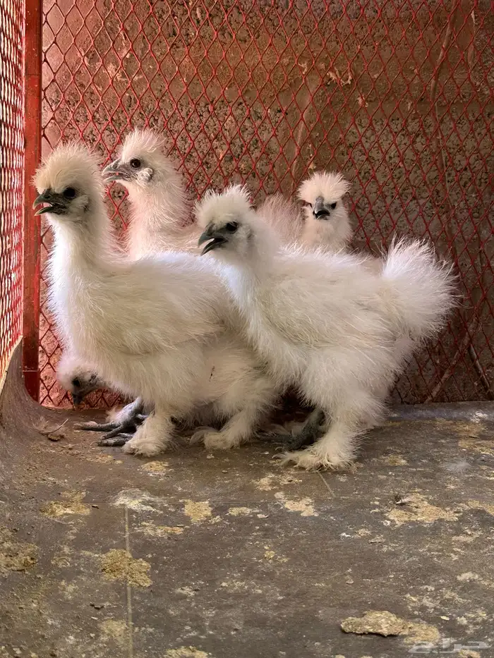 للبيع صوص قطني 1