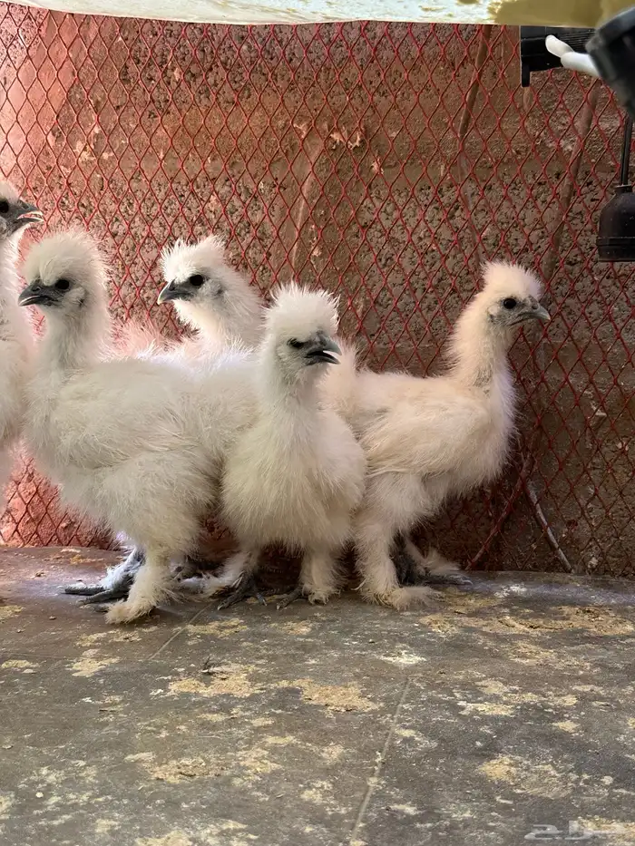 للبيع صوص قطني 2