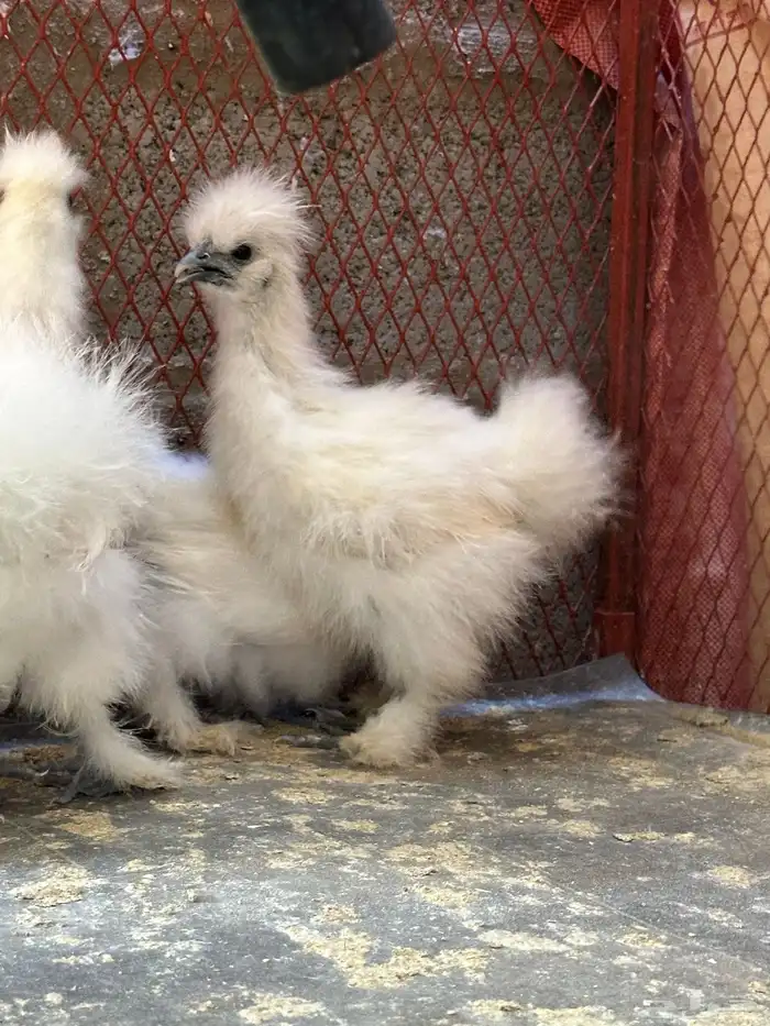 للبيع صوص قطني 3