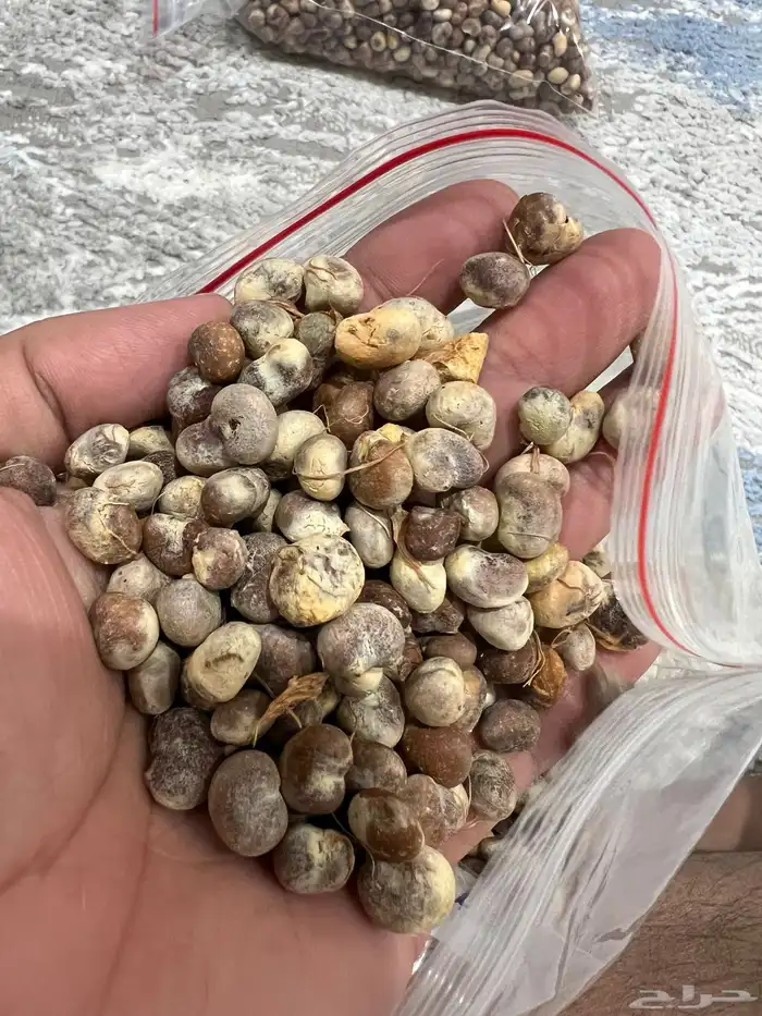 بذور تبلدي ( الباوياب ) منظف وممتاز - متجر باذر 0