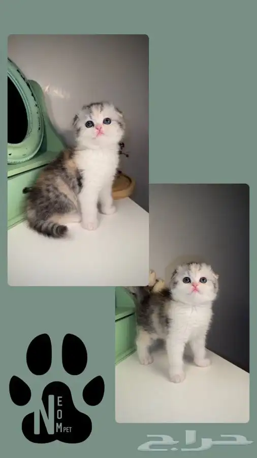 سكوتش فولد قولد انثى ذكر شيرازي بيكي فيس هملايا قطط للبيع قط 6