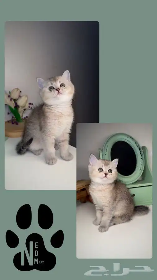 سكوتش فولد قولد انثى ذكر شيرازي بيكي فيس هملايا قطط للبيع قط 3