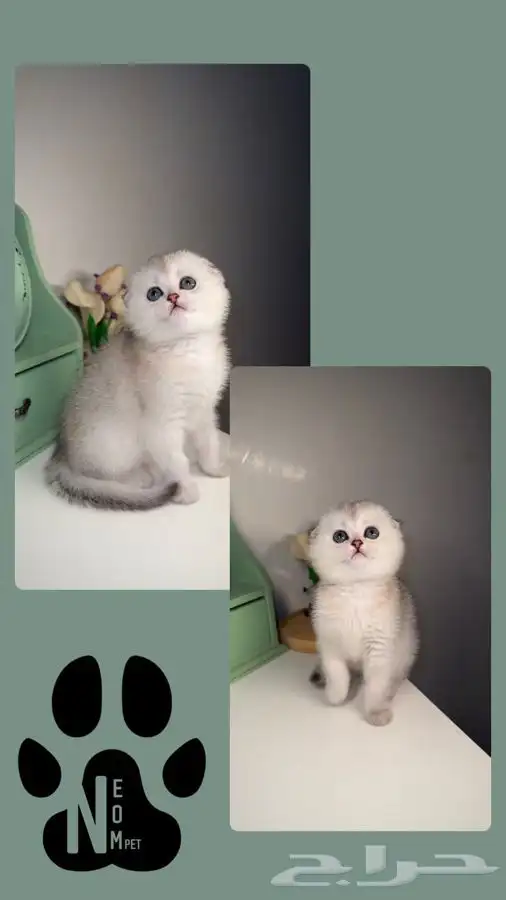 سكوتش فولد قولد انثى ذكر شيرازي بيكي فيس هملايا قطط للبيع قط 2
