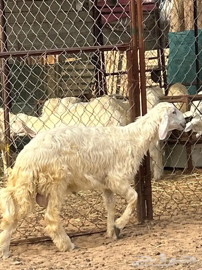 خرفان بلديه صفر نجران وتيوس بلديه دغس 30