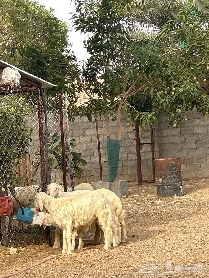 خرفان بلديه صفر نجران وتيوس بلديه دغس 31