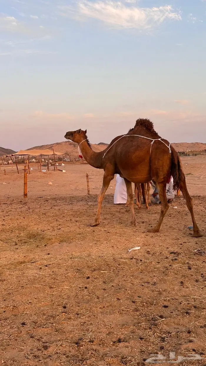 خلفة حمرا فارعة من فروع البل ((تم البيع)) 0