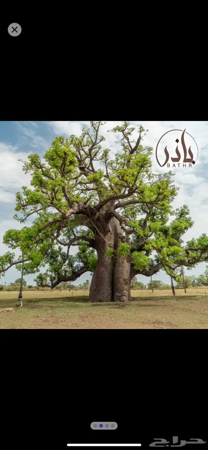 بذور تبلدي ( الباوياب ) منظف وممتاز - متجر باذر 2