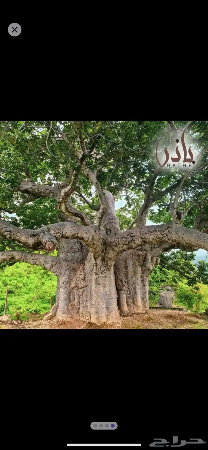 بذور تبلدي ( الباوياب ) منظف وممتاز - متجر باذر 1